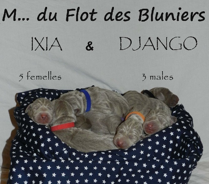 Du Flot Des Bluniers - Les voila!!!!