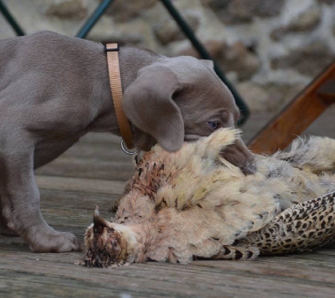 Du Flot Des Bluniers - Nouvelle photos des chiots 7 semaines