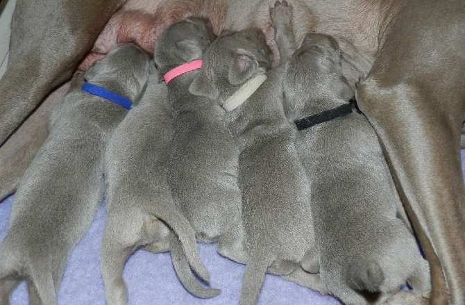 Du Flot Des Bluniers - Les Chiots ont 1 semaine