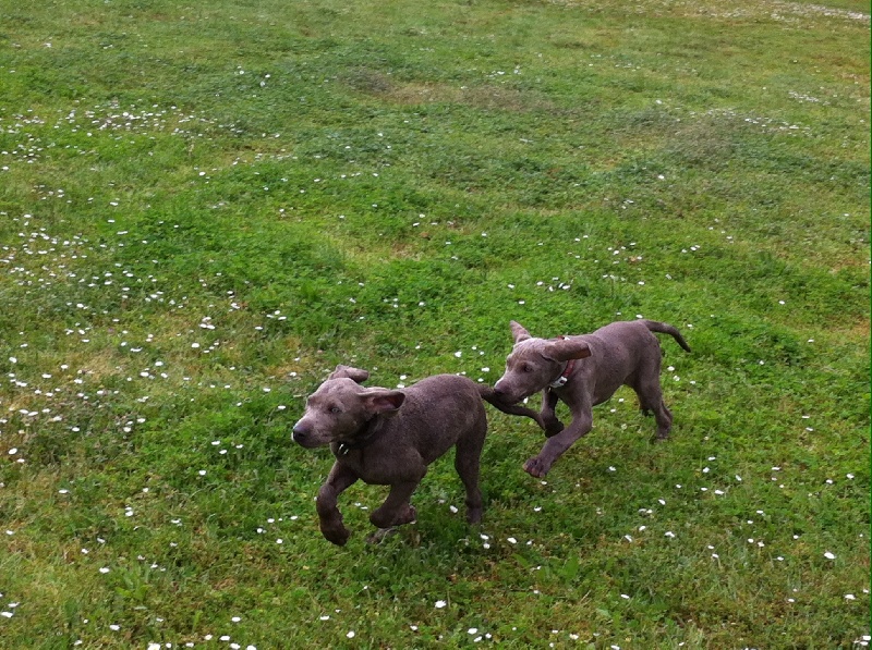 Chiots Feya Phoenix 2014