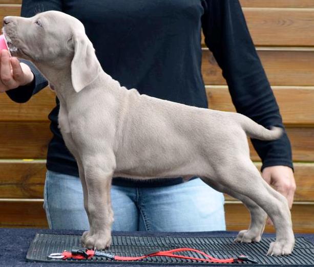 Premier entrainement des chiots
