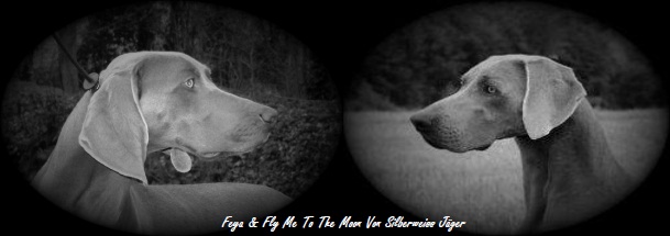 Feya & Fly me to the moon