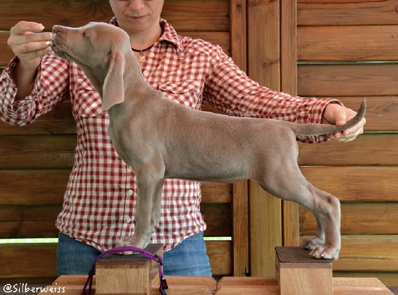 Du Flot Des Bluniers - Braque de Weimar - Portée née le 20/02/2015